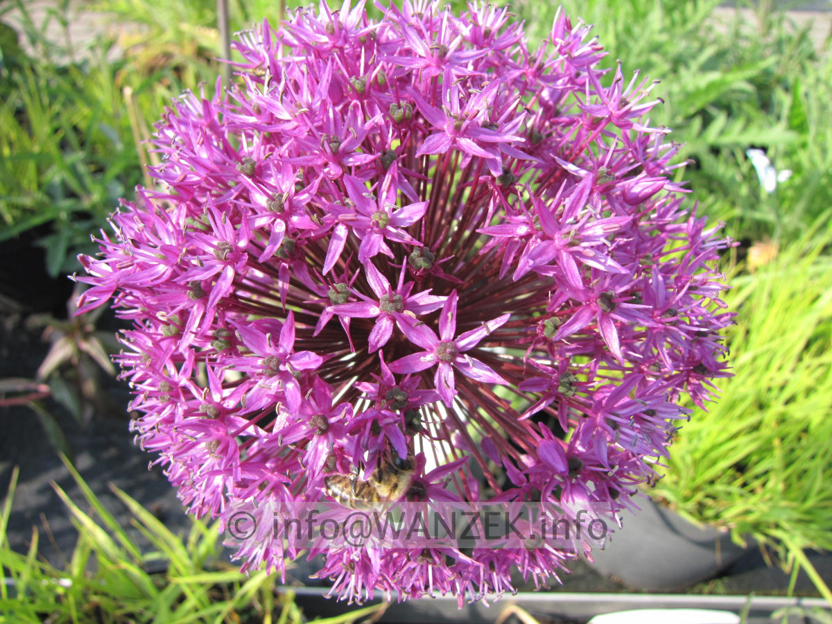 Allium aflatunense Purple Sensation4.JPG